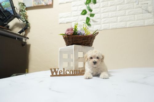 滋賀県のトイプードル(トイ) (いっぷく湖南店/2025年12月10日生まれ/男の子/ペールフォーン)の子犬の3枚目の画像