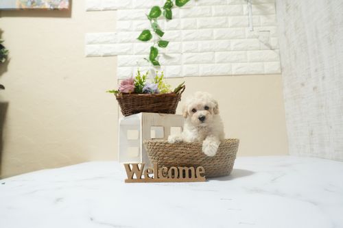 滋賀県のトイプードル(トイ) (いっぷく湖南店/2025年12月10日生まれ/男の子/ペールフォーン)の子犬の4枚目の画像