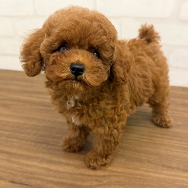 東京都のトイプードル(トイ) (ペッツコンシェルMitteN府中店/2026年5月22日生まれ/男の子/レッドフォーン)の子犬