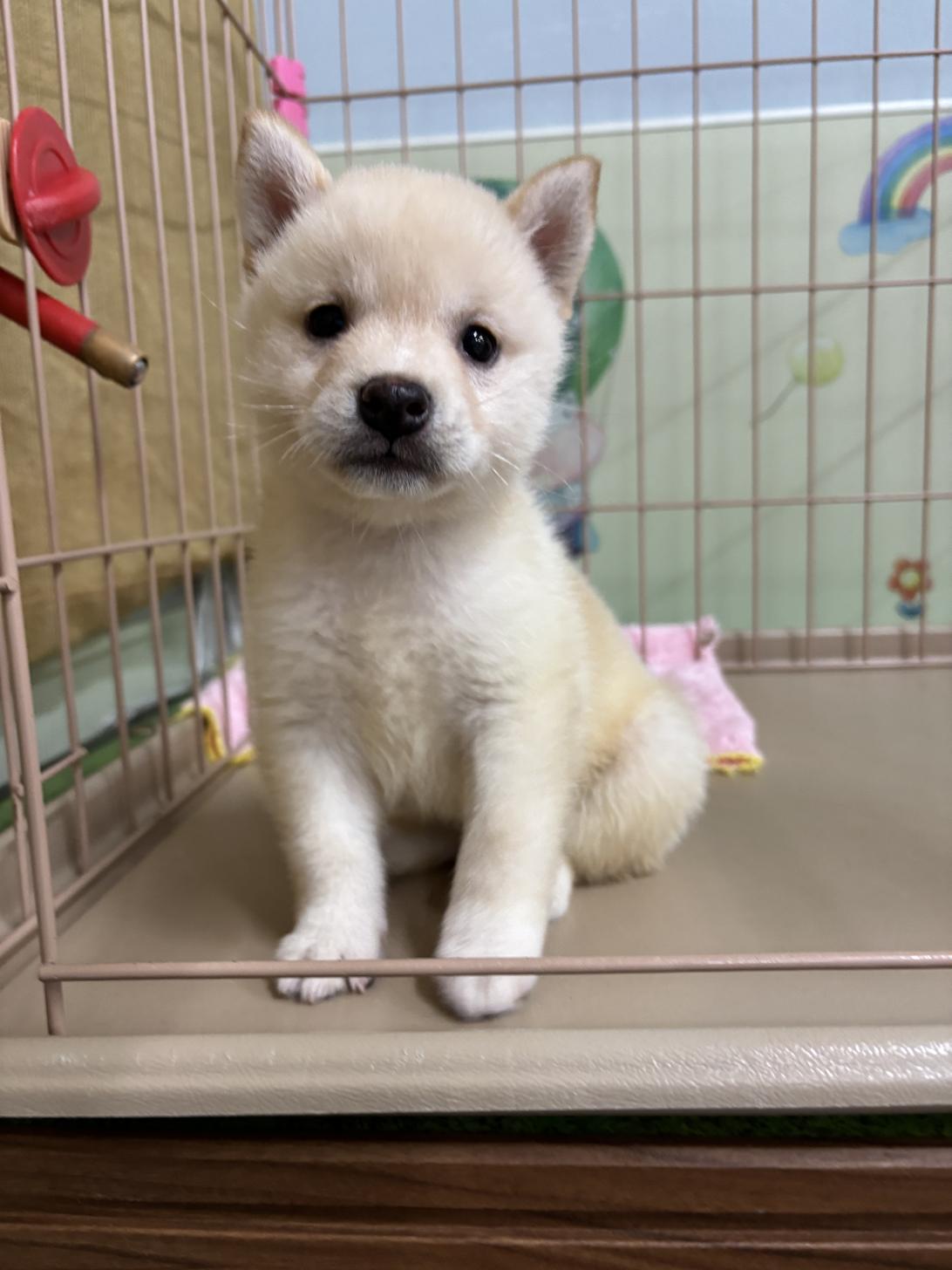 愛知県の柴犬(標準サイズ) (子いぬの足あと/2025年4月27日生まれ/女の子/白)の子犬