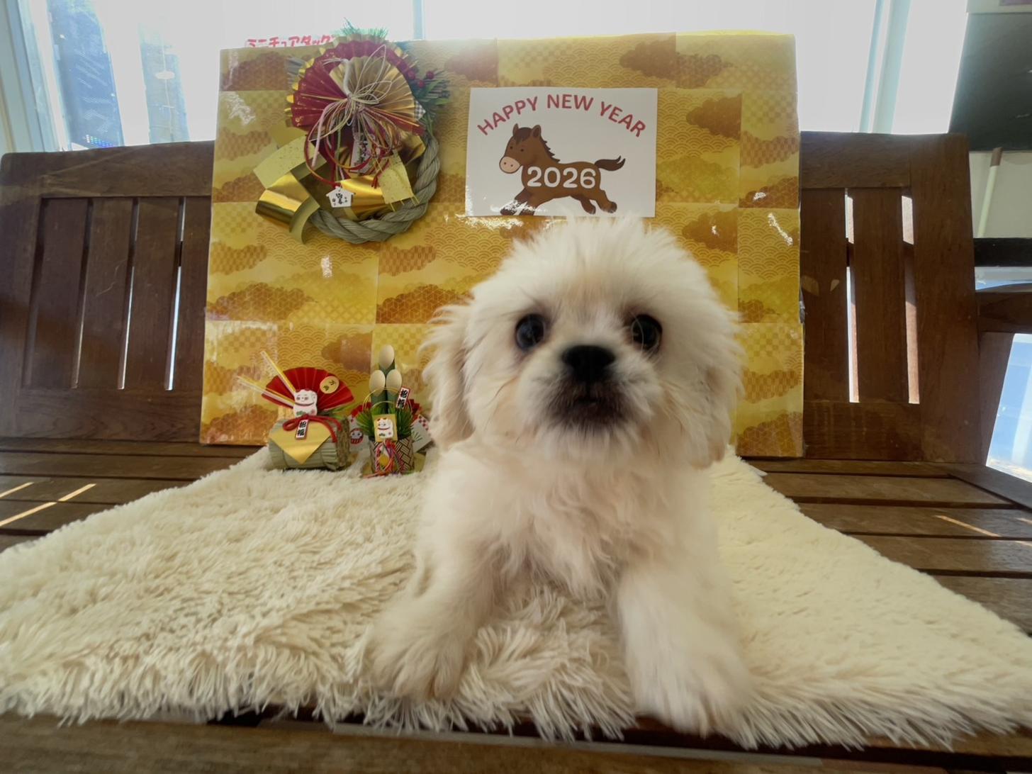 佐賀県のハーフ犬・ミックス犬 (スタードッグス新鳥栖店/2025年10月1日生まれ/女の子/ホワイト)の子犬の1枚目の画像