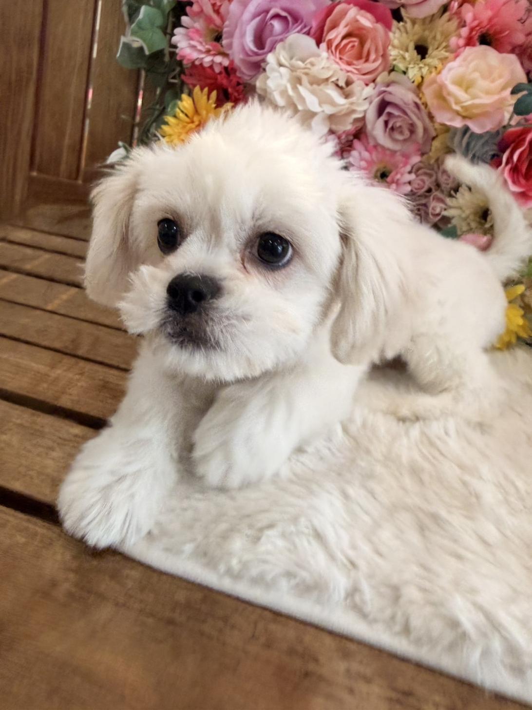 福岡県のハーフ犬・ミックス犬 (スタードッグス大牟田店/2025年10月1日生まれ/女の子/ホワイト)の子犬