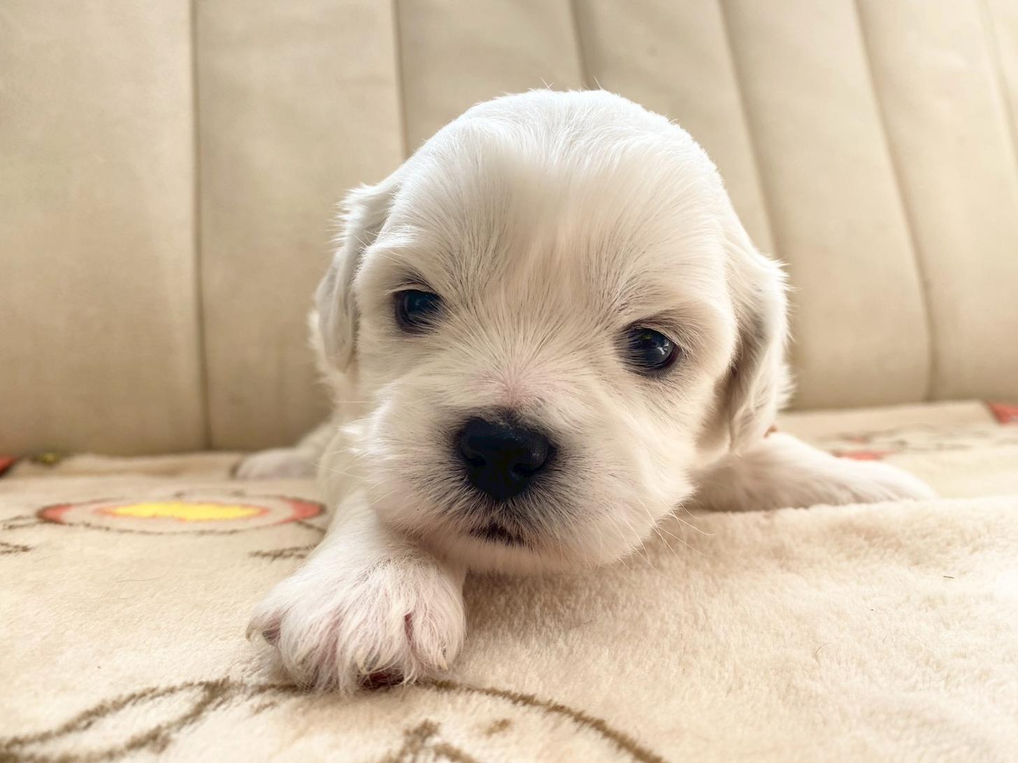 熊本県のハーフ犬・ミックス犬 (スタードッグス新熊本店/2025年10月1日生まれ/女の子/ホワイト)の子犬の1枚目の画像