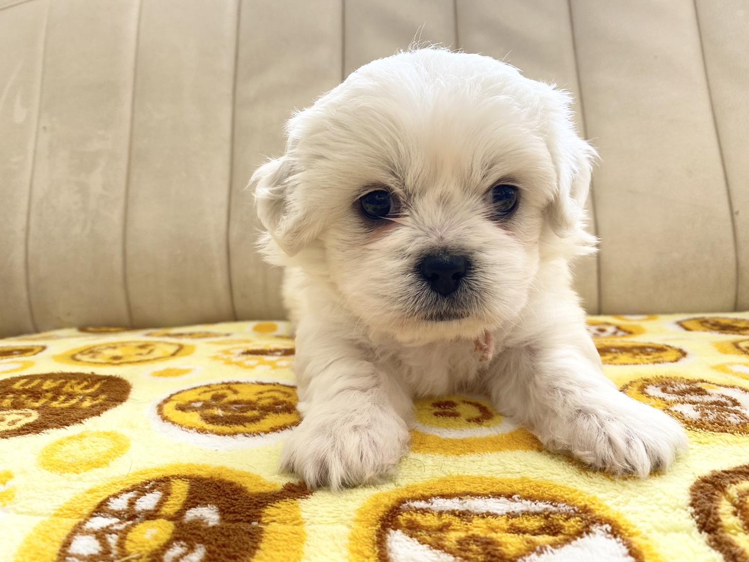 熊本県のハーフ犬・ミックス犬 (スタードッグス新熊本店/2025年10月1日生まれ/女の子/ホワイト)の子犬