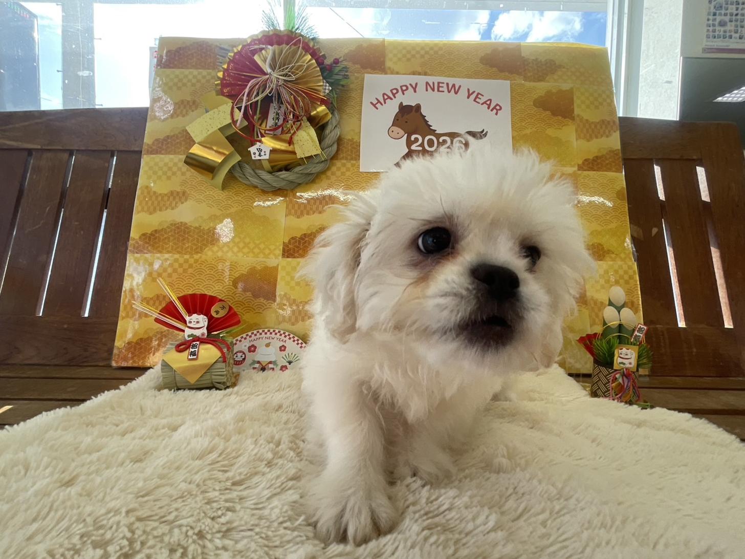 佐賀県のハーフ犬・ミックス犬 (スタードッグス新鳥栖店/2025年10月1日生まれ/女の子/ホワイト)の子犬の2枚目の画像