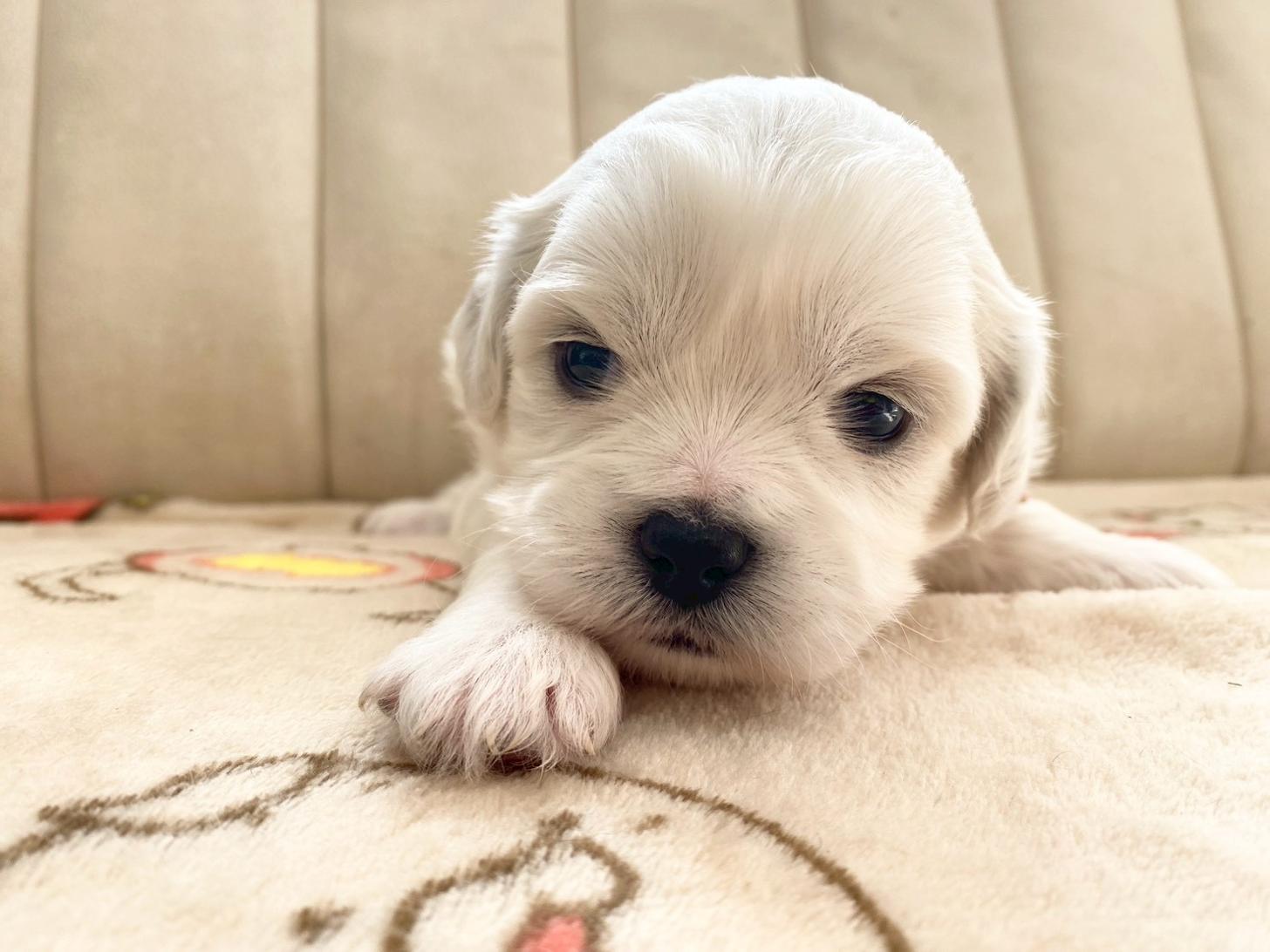 熊本県のハーフ犬・ミックス犬 (スタードッグス新熊本店/2025年10月1日生まれ/女の子/ホワイト)の子犬の2枚目の画像