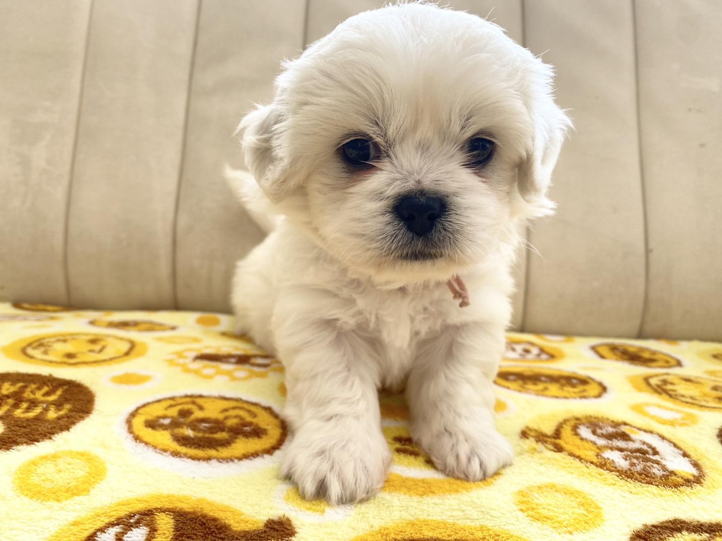 熊本県のハーフ犬・ミックス犬 (スタードッグス新熊本店/2025年10月1日生まれ/女の子/ホワイト)の子犬の2枚目の画像