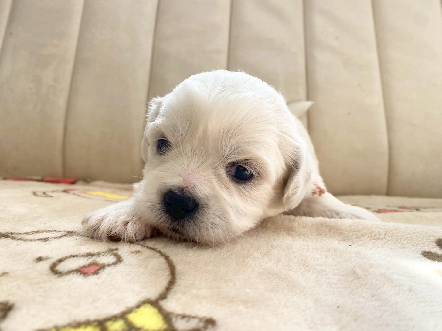 熊本県のハーフ犬・ミックス犬 (スタードッグス新熊本店/2025年10月1日生まれ/女の子/ホワイト)の子犬の3枚目の画像