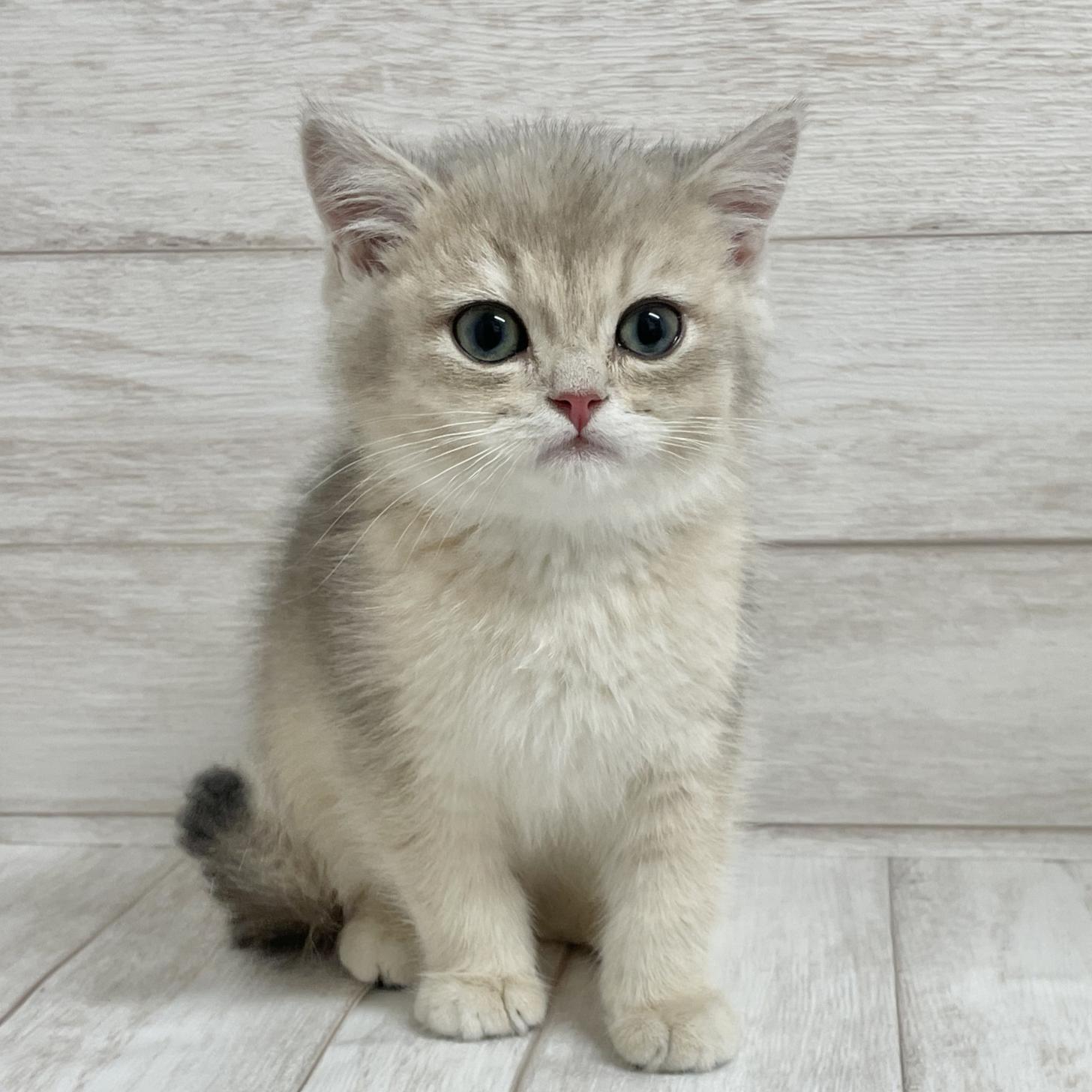 東京都のブリティッシュショートヘアー (ペピカファミリー水元店/2025年10月11日生まれ/男の子/ブルーゴールデン)の子猫の1枚目の画像