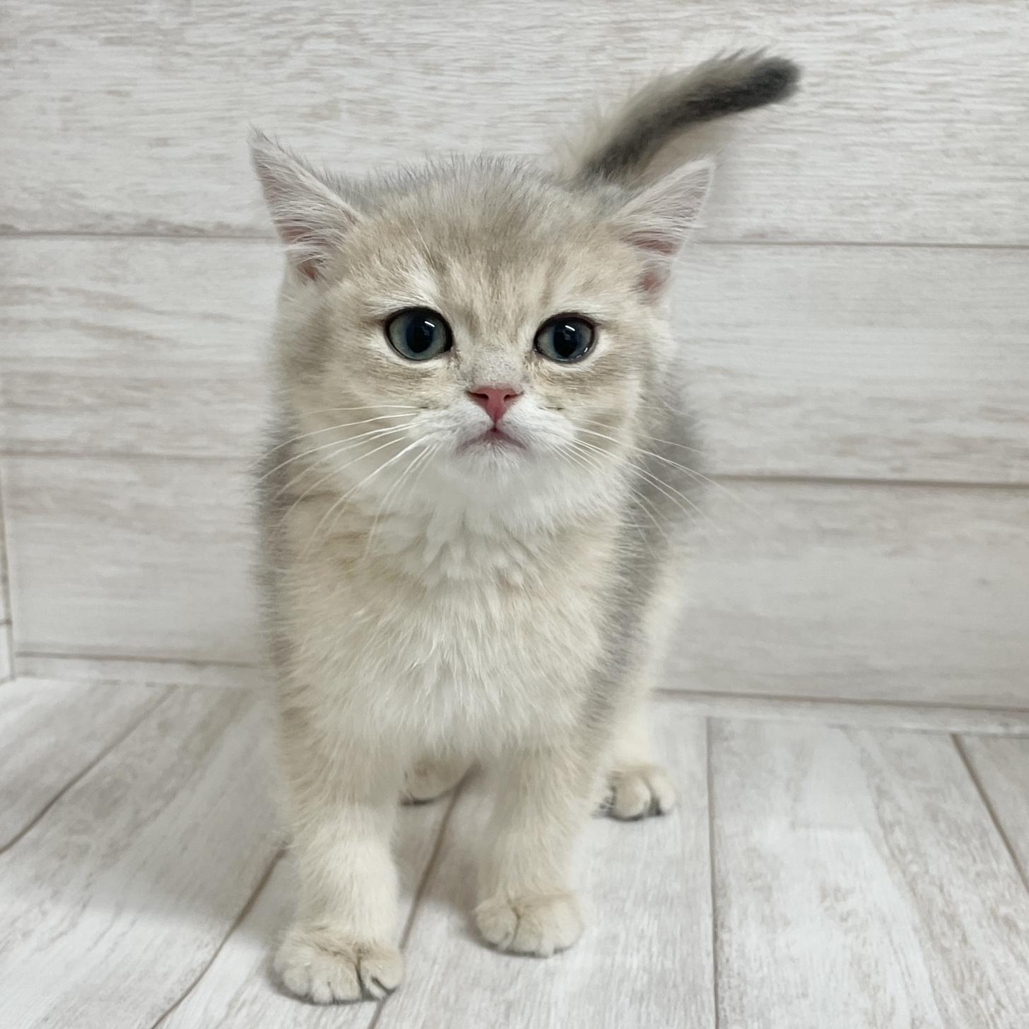 東京都のブリティッシュショートヘアー (ペピカファミリー水元店/2025年10月11日生まれ/男の子/ブルーゴールデン)の子猫の2枚目の画像