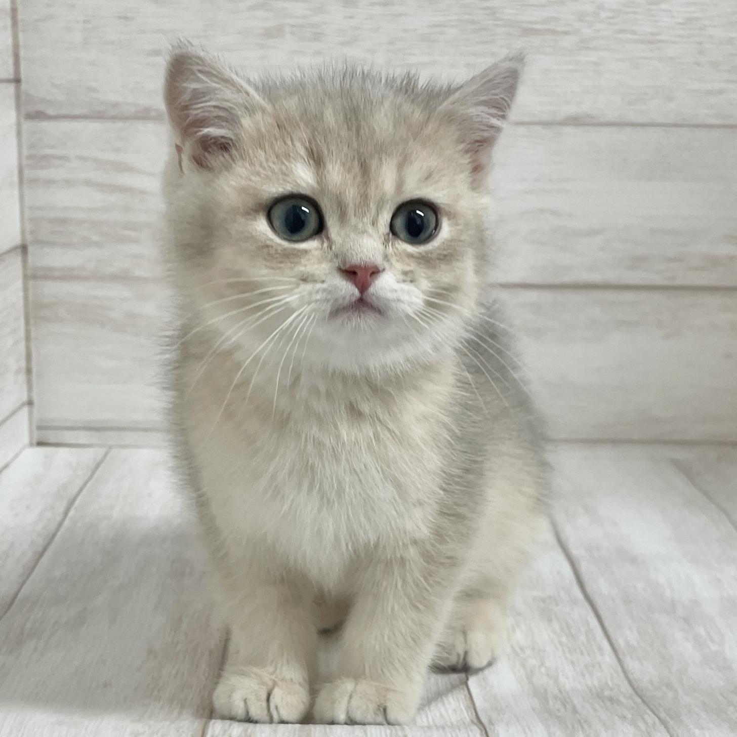 東京都のブリティッシュショートヘアー (ペピカファミリー水元店/2025年10月11日生まれ/男の子/ブルーゴールデン)の子猫の3枚目の画像