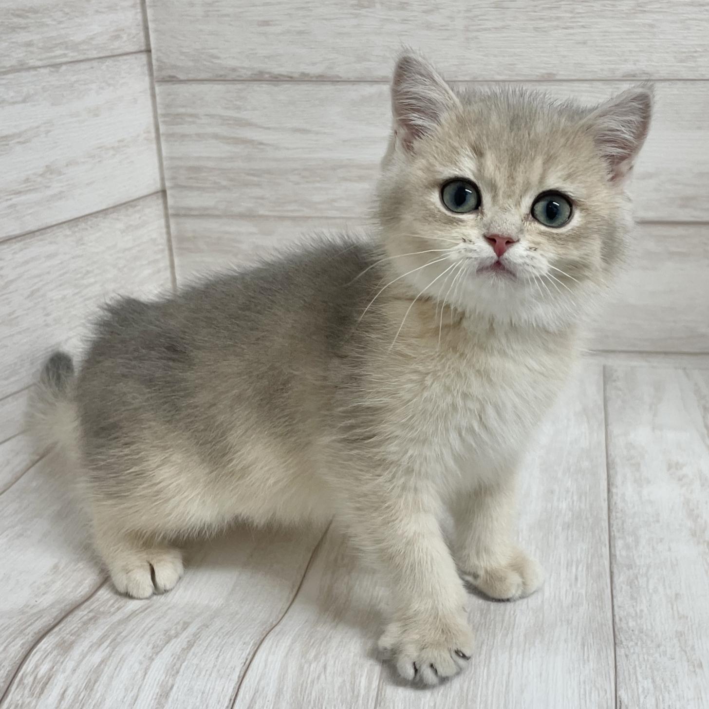 東京都のブリティッシュショートヘアー (ペピカファミリー水元店/2025年10月11日生まれ/男の子/ブルーゴールデン)の子猫の4枚目の画像