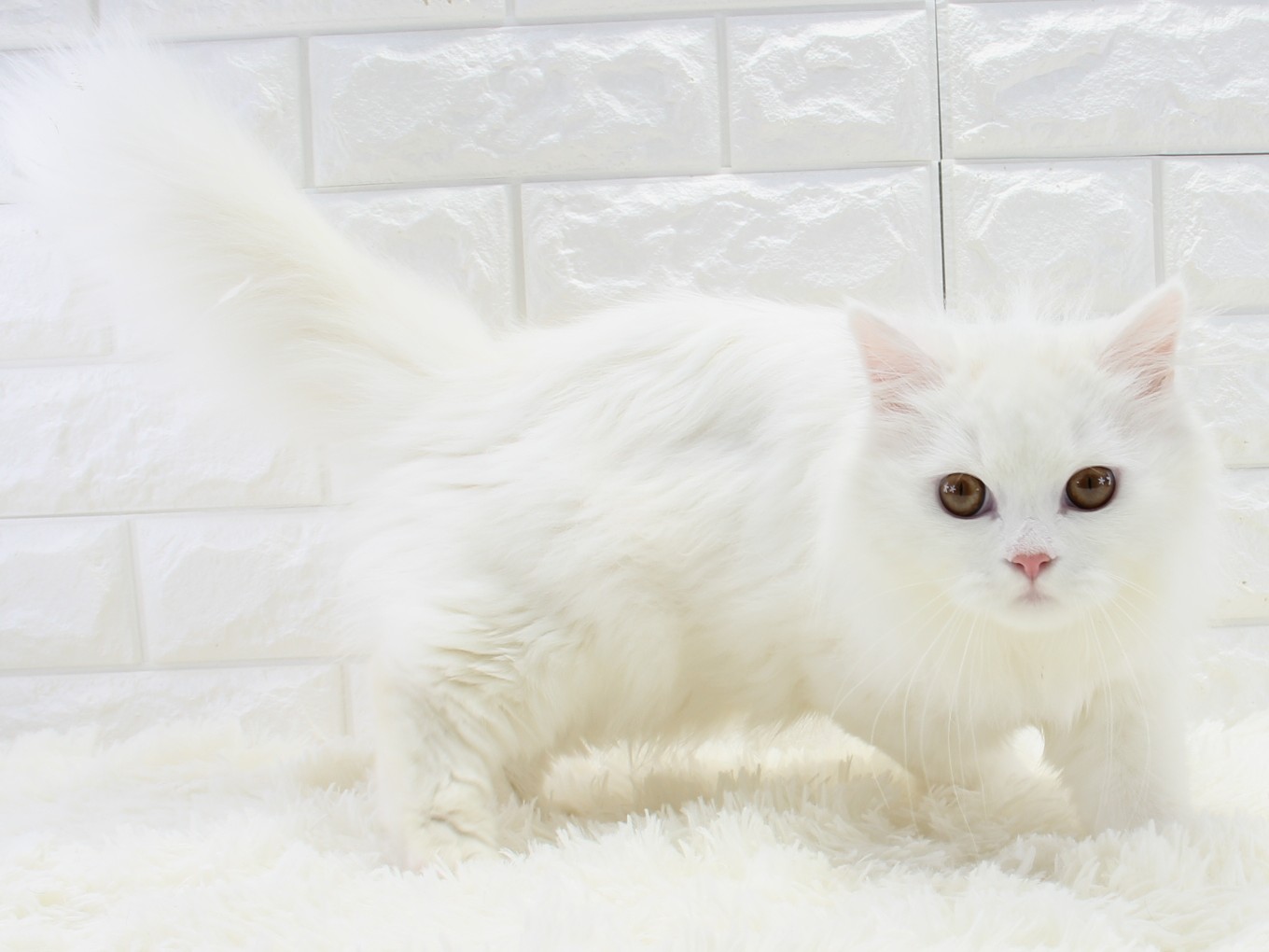 愛知県のスコティッシュフォールド (猫福家 名古屋南店/2025年7月3日生まれ/男の子/ホワイト)の子猫