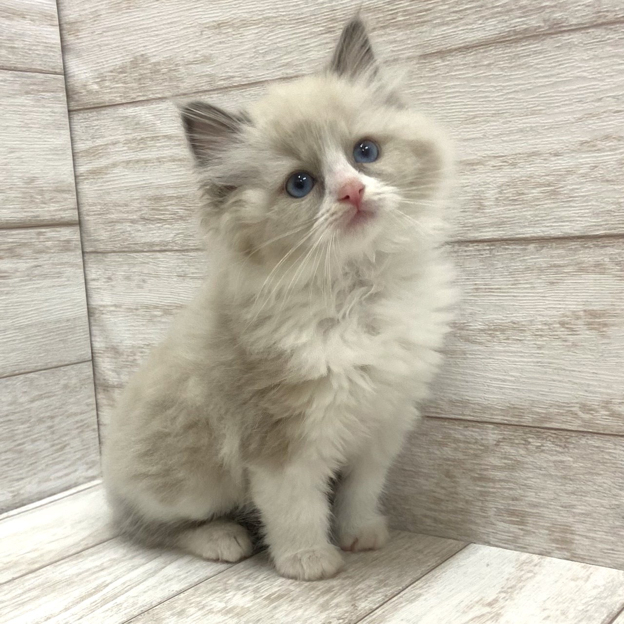 千葉県のラグドール (ペピカファミリー松戸店/2026年1月31日生まれ/女の子/ブルーポイントバイカラー)の子猫の1枚目の画像
