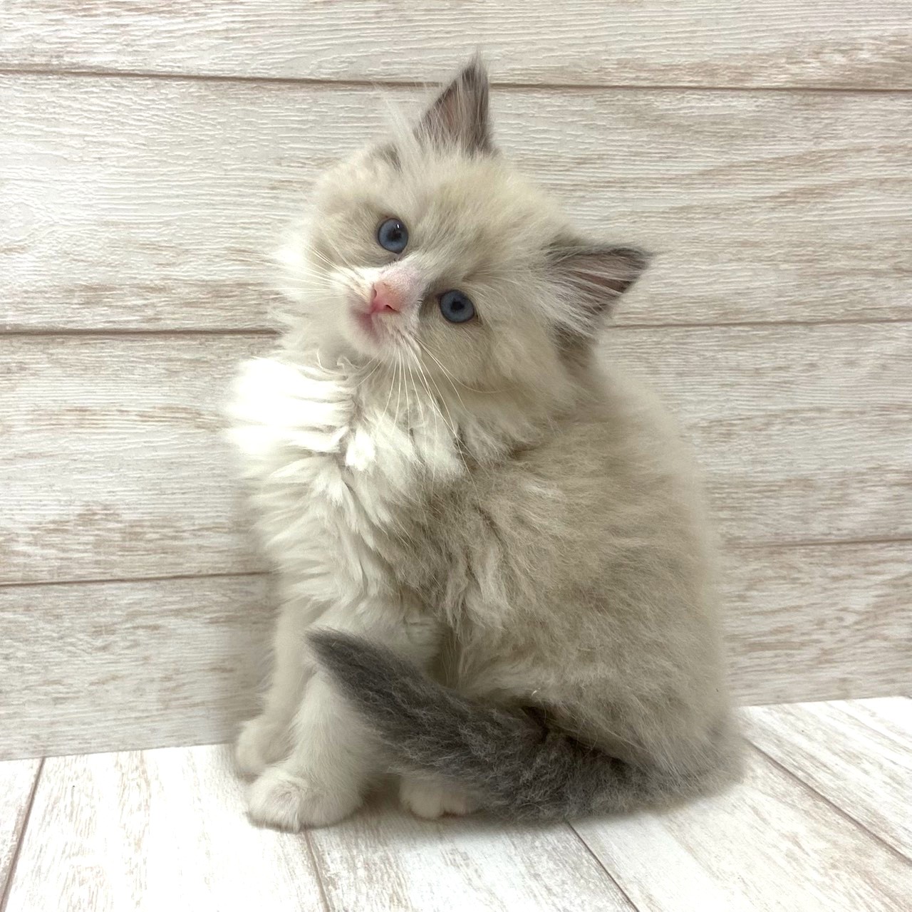 千葉県のラグドール (ペピカファミリー松戸店/2026年1月31日生まれ/女の子/ブルーポイントバイカラー)の子猫の2枚目の画像