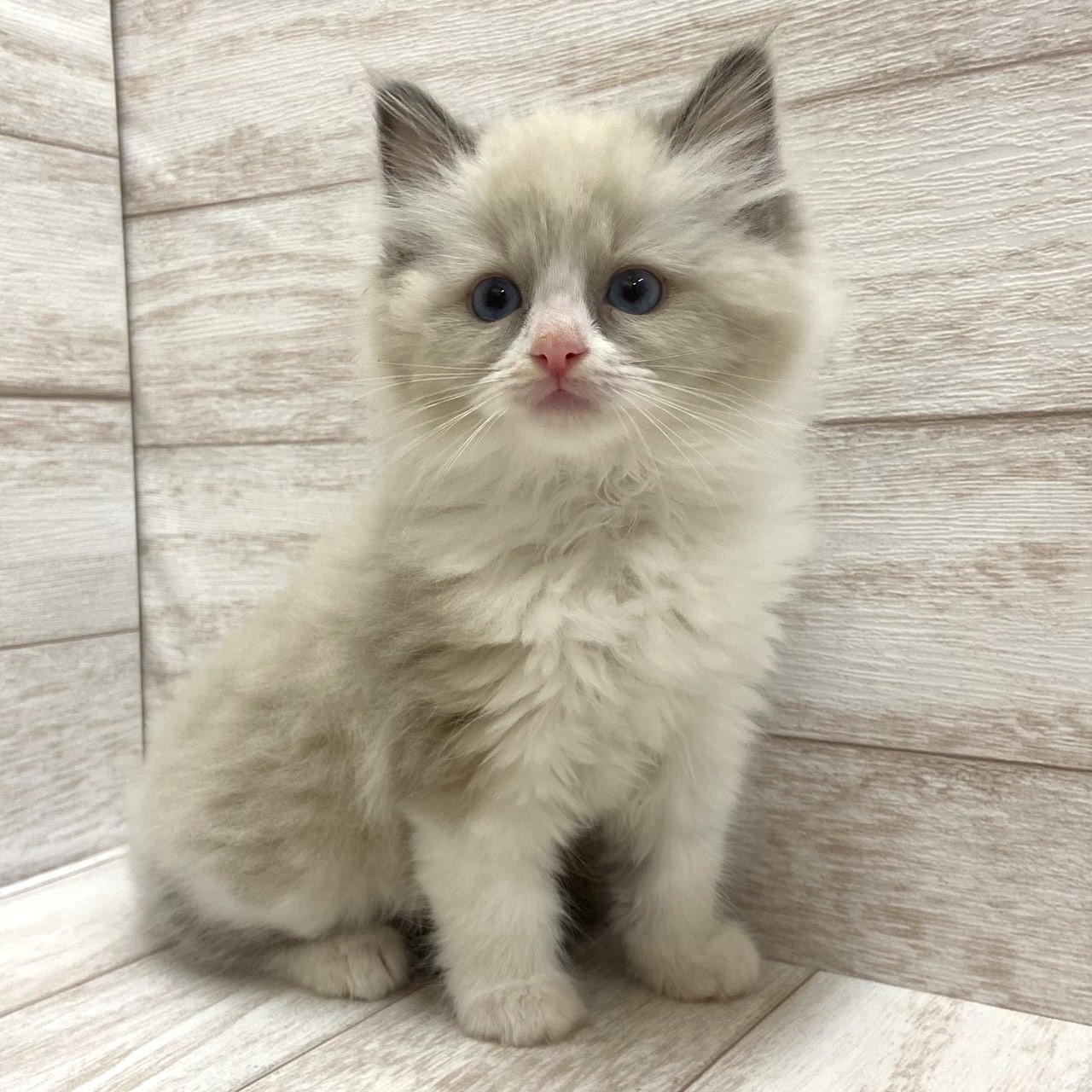 千葉県のラグドール (ペピカファミリー松戸店/2026年1月31日生まれ/女の子/ブルーポイントバイカラー)の子猫の3枚目の画像