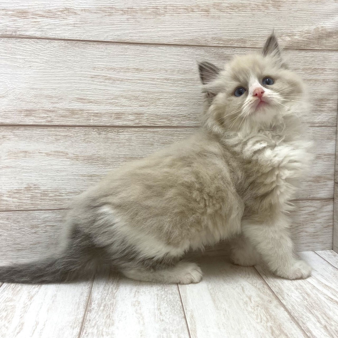 千葉県のラグドール (ペピカファミリー松戸店/2026年1月31日生まれ/女の子/ブルーポイントバイカラー)の子猫の4枚目の画像