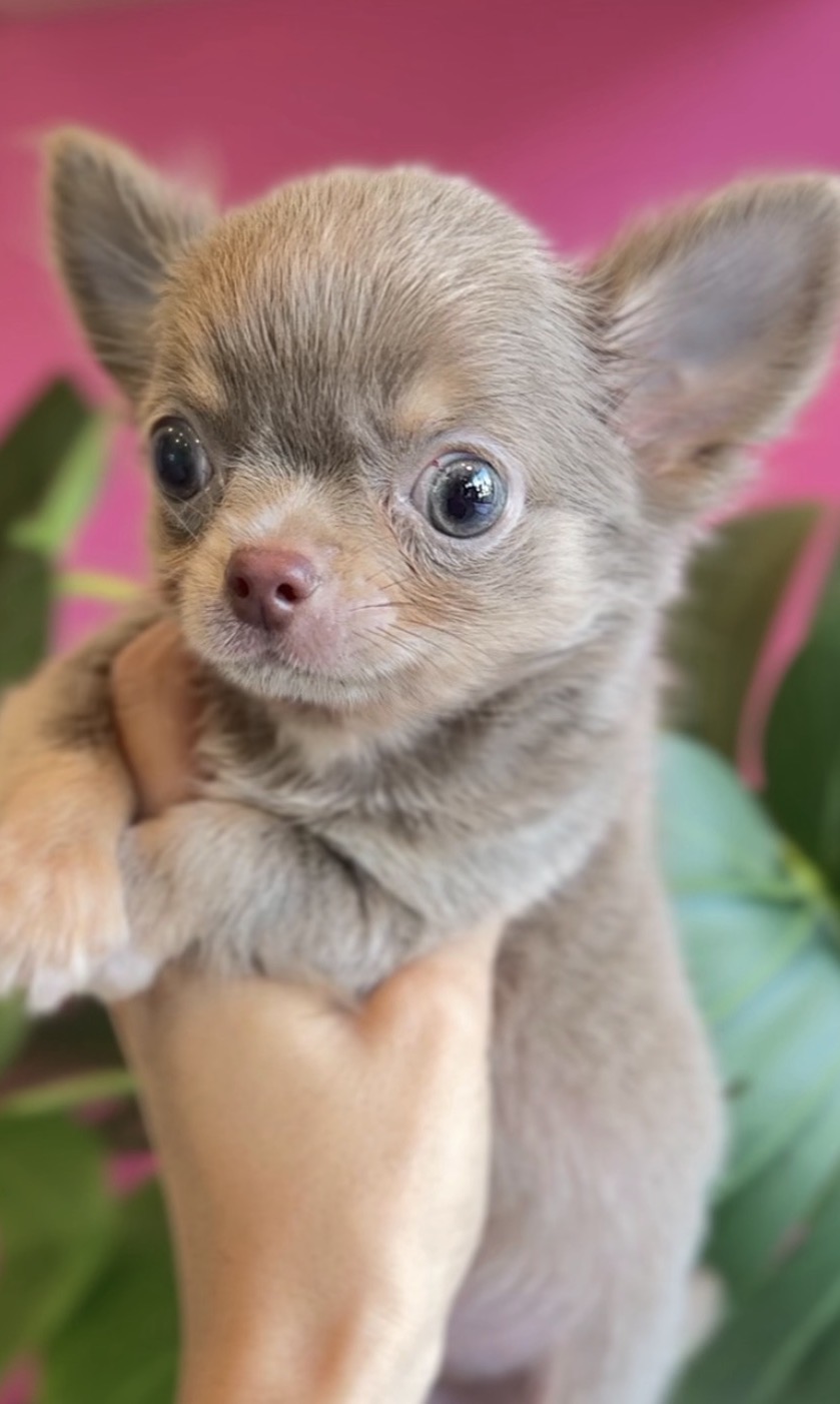 埼玉県のチワワ(ロング) (PET SHOP Tiny tales/2025年8月5日生まれ/男の子/イザベラタンホワイト)の子犬の1枚目の画像