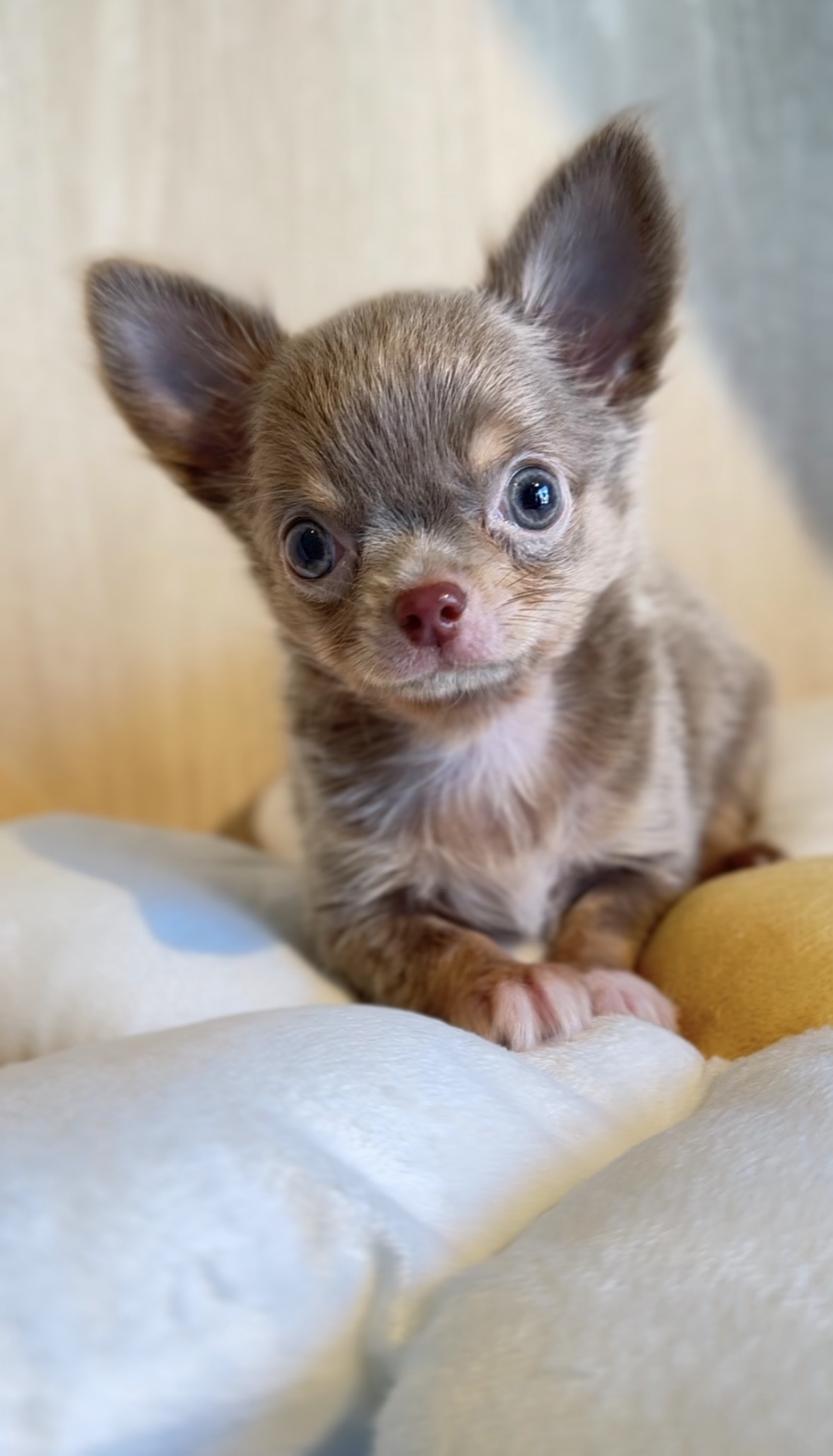 埼玉県のチワワ(ロング) (PET SHOP Tiny tales/2025年8月5日生まれ/男の子/イザベラタンホワイト)の子犬の2枚目の画像