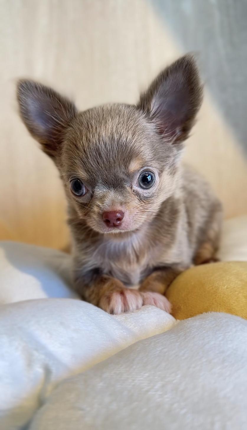埼玉県のチワワ(ロング) (PET SHOP Tiny tales/2025年8月5日生まれ/男の子/イザベラタンホワイト)の子犬の3枚目の画像