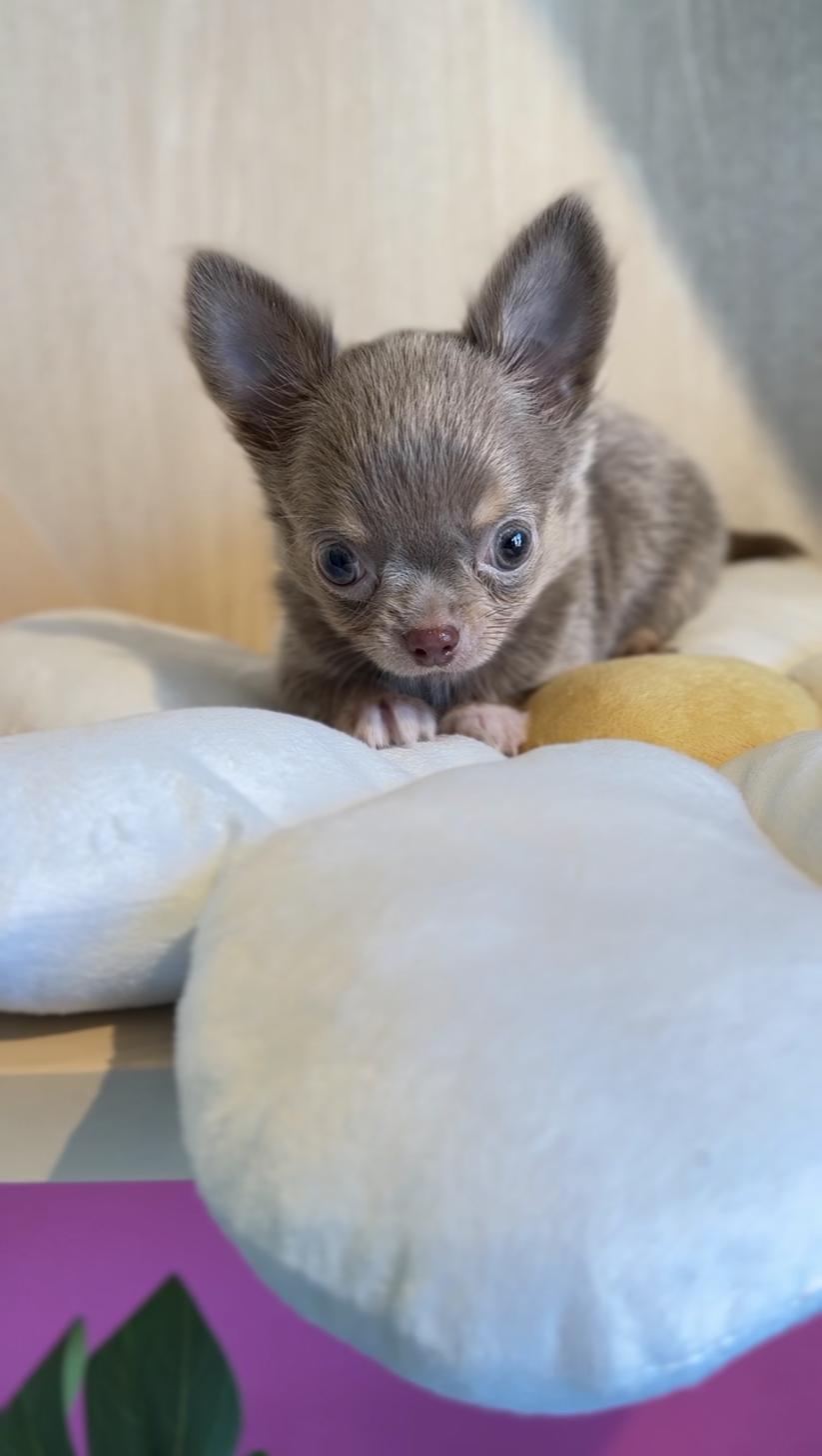 埼玉県のチワワ(ロング) (PET SHOP Tiny tales/2025年8月5日生まれ/男の子/イザベラタンホワイト)の子犬の4枚目の画像