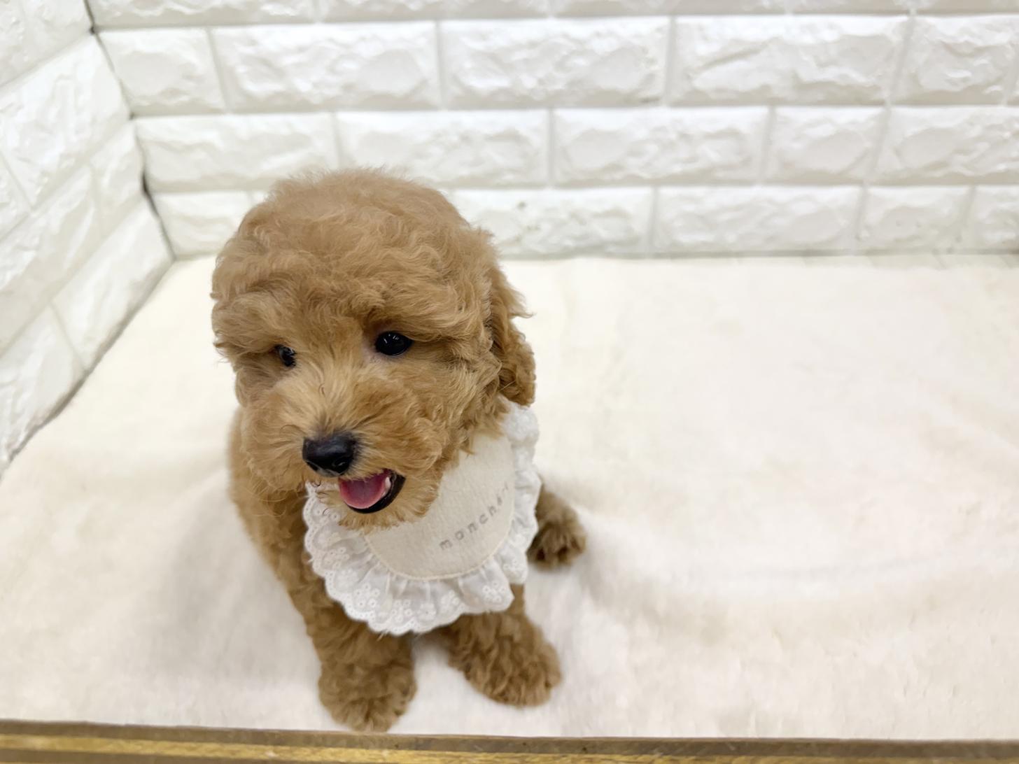 神奈川県のトイプードル(トイ) (ペッツコンシェル鶴見元宮店/2026年3月13日生まれ/男の子/レッドフォーン)の子犬の3枚目の画像