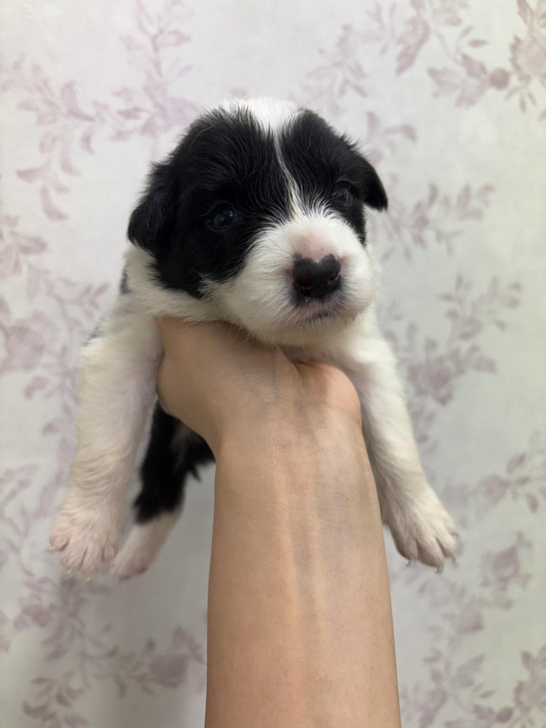 滋賀県のボーダーコリー (ナカニシケンネル/2025年9月14日生まれ/女の子/白黒)の子犬