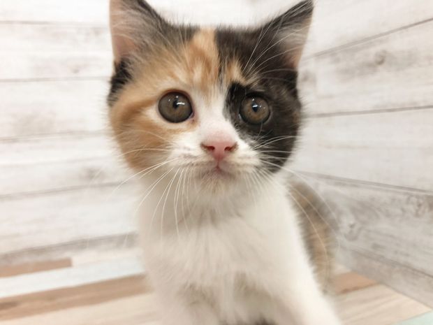 新潟県のスコティッシュフォールド (竹内ペット 新津本店/2026年2月2日生まれ/女の子/キャリコ)の子猫の1枚目の画像