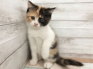 新潟県のスコティッシュフォールド (竹内ペット 新津本店/2026年2月2日生まれ/女の子/キャリコ)の子猫の2枚目の画像