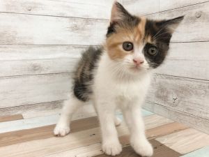 新潟県のスコティッシュフォールド (竹内ペット 新津本店/2026年2月2日生まれ/女の子/キャリコ)の子猫の3枚目の画像