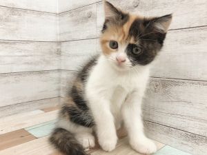 新潟県のスコティッシュフォールド (竹内ペット 新津本店/2026年2月2日生まれ/女の子/キャリコ)の子猫の4枚目の画像