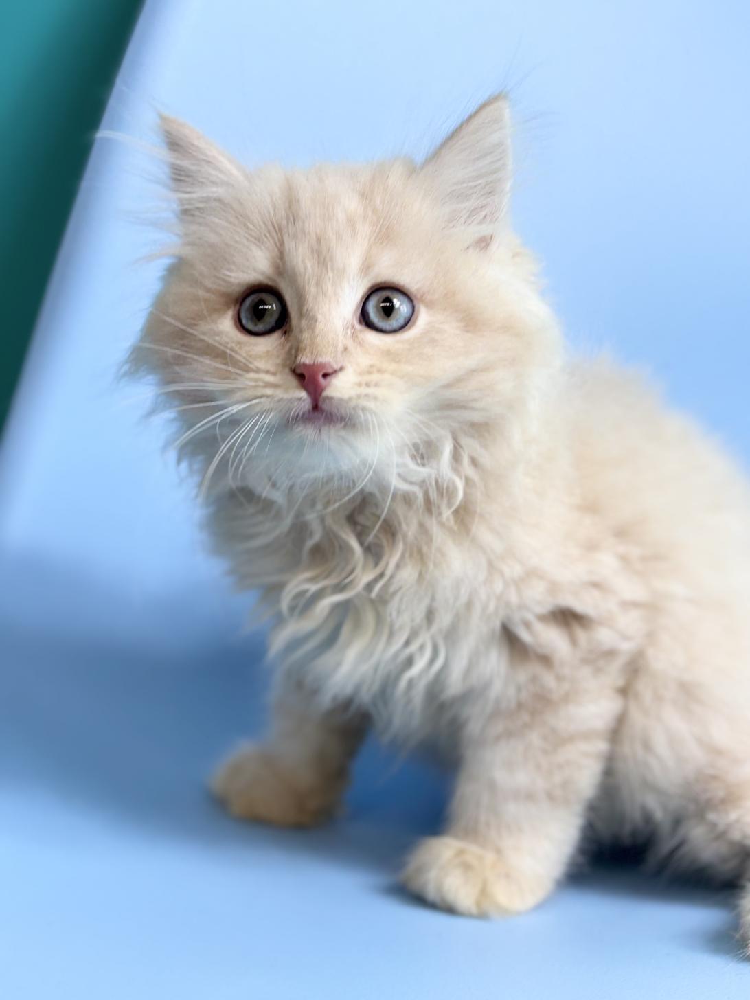 埼玉県のサイベリアン (ペッツスマイル加須インター店/2025年12月22日生まれ/男の子/クリームタビー)の子猫の1枚目の画像