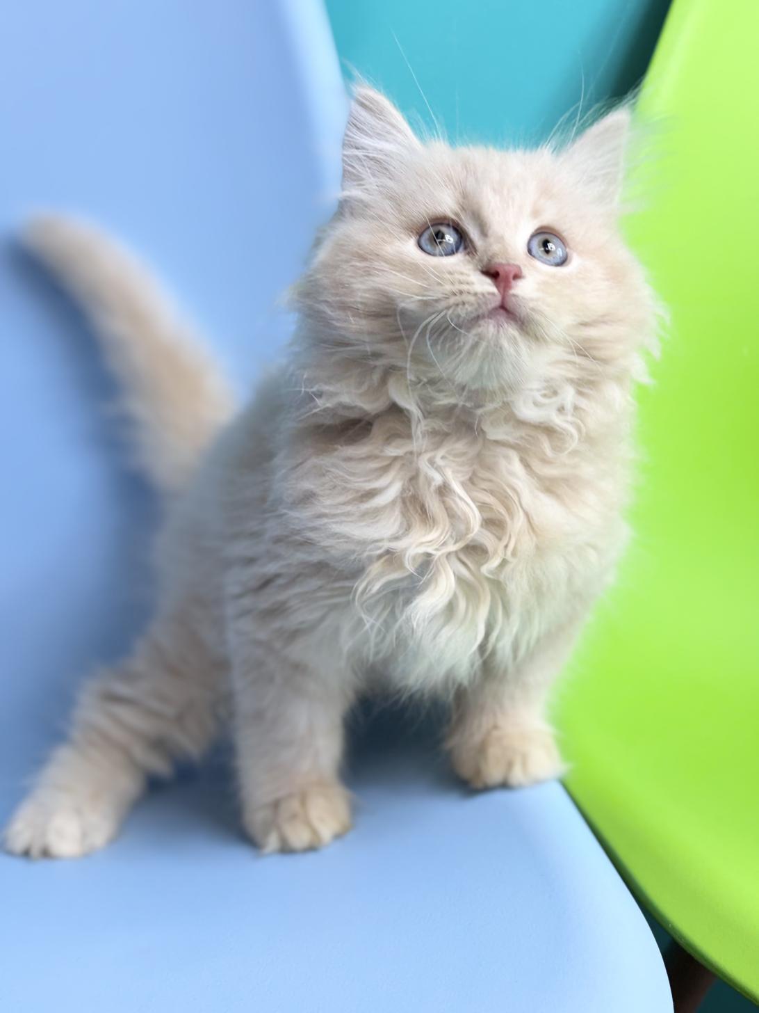 埼玉県のサイベリアン (ペッツスマイル加須インター店/2025年12月22日生まれ/男の子/クリームタビー)の子猫の3枚目の画像