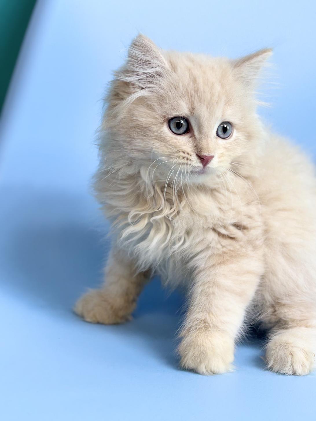 埼玉県のサイベリアン (ペッツスマイル加須インター店/2025年12月22日生まれ/男の子/クリームタビー)の子猫の4枚目の画像