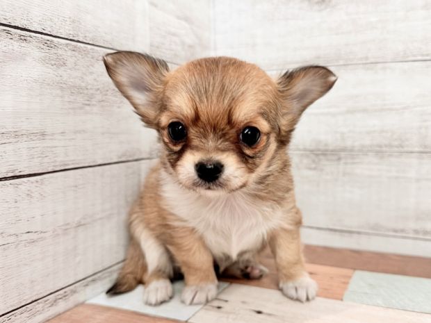 新潟県のポメチワ/チワポメ/ポメチー(ポメラニアン×チワワ) (竹内ペット 新潟西店/2026年1月17日生まれ/女の子/フォーン)の子犬