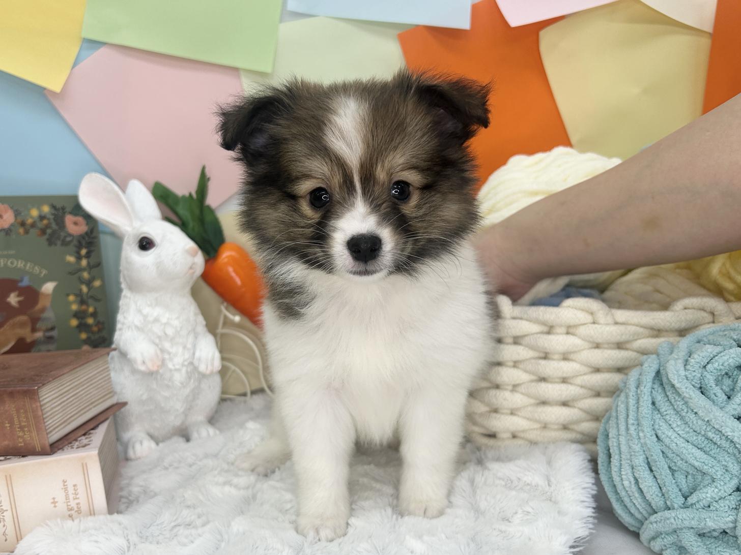 北海道のハーフ犬・ミックス犬 (ラブワンコ カインズ大曲店/2026年2月12日生まれ/女の子/ホワイト＆セーブル系)の子犬