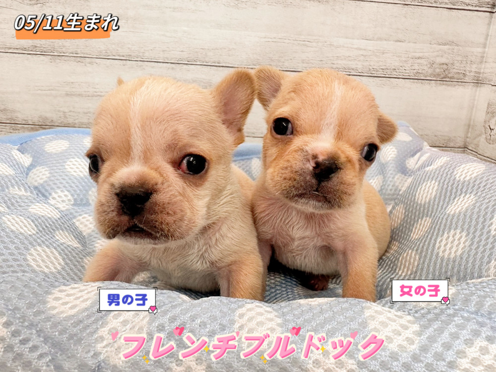 新潟県のフレンチブルドッグ (竹内ペット 新潟西店/2026年5月11日生まれ/男の子/クリーム)の子犬の1枚目の画像