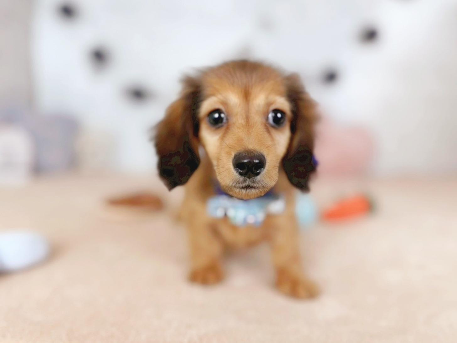 北海道のカニンヘンダックスフンド(ロング) (ペットショップだんぼ/2025年9月13日生まれ/男の子/シェーデットレッド)の子犬の1枚目の画像