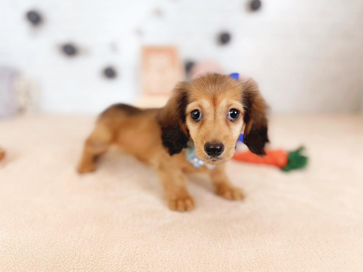 北海道のカニンヘンダックスフンド(ロング) (ペットショップだんぼ/2025年9月13日生まれ/男の子/シェーデットレッド)の子犬の2枚目の画像