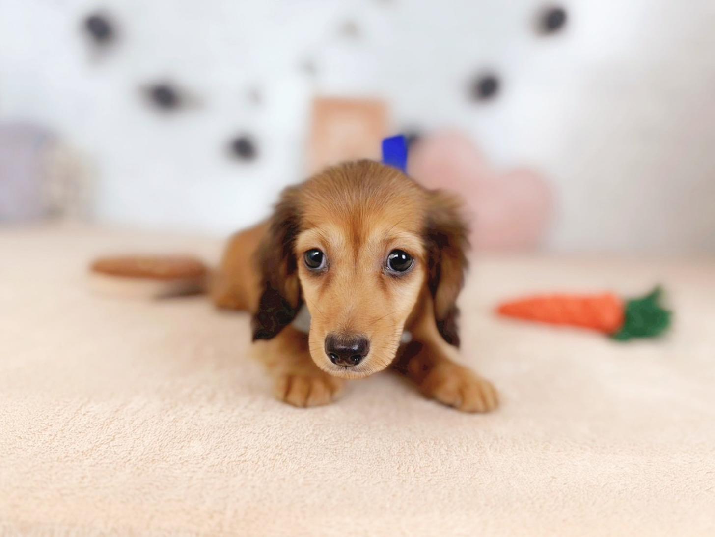 北海道のカニンヘンダックスフンド(ロング) (ペットショップだんぼ/2025年9月13日生まれ/男の子/シェーデットレッド)の子犬の3枚目の画像