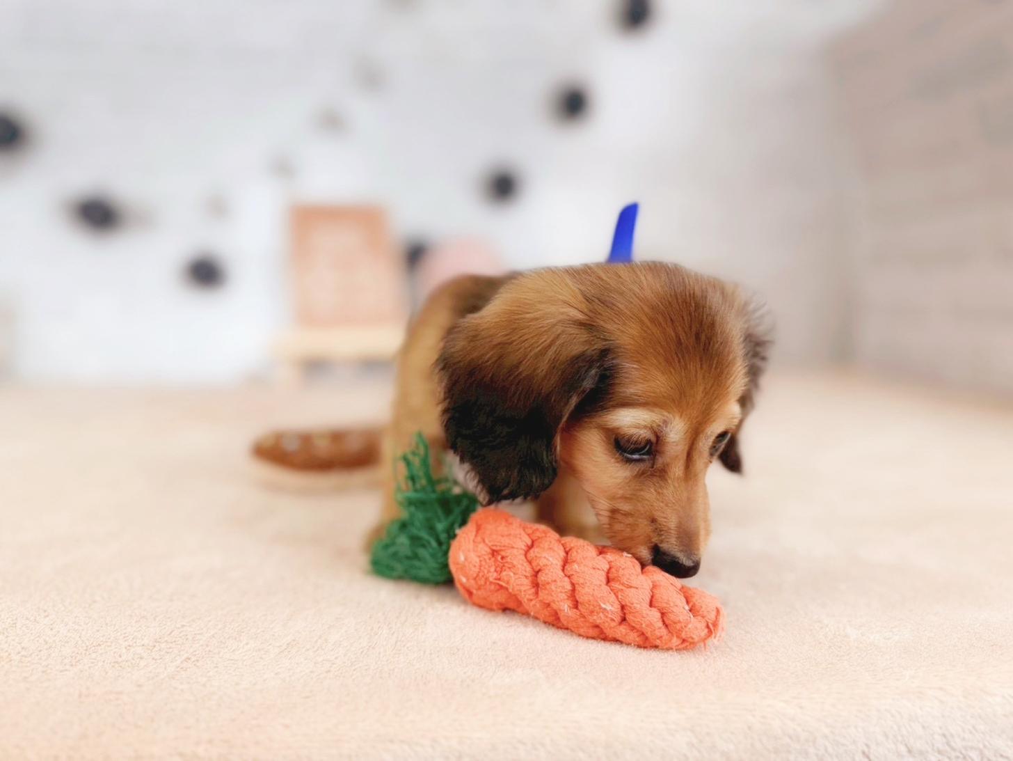 北海道のカニンヘンダックスフンド(ロング) (ペットショップだんぼ/2025年9月13日生まれ/男の子/シェーデットレッド)の子犬の4枚目の画像