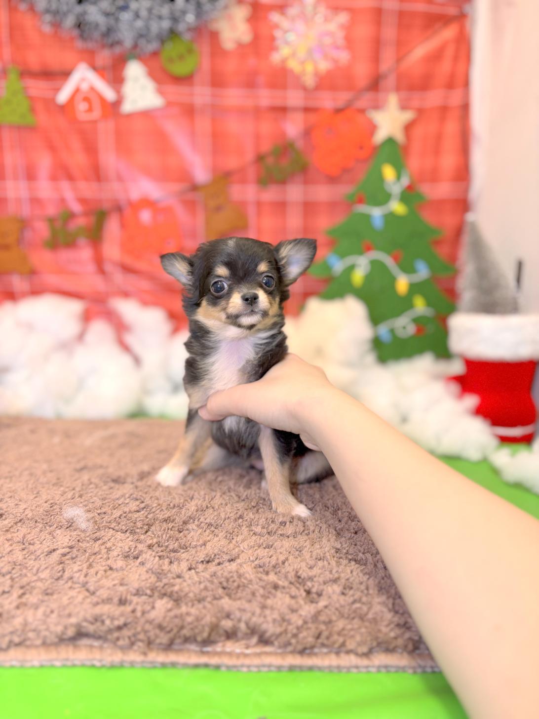 北海道のチワワ(ロング) (ラブワンコ平岸店/2025年10月2日生まれ/女の子/ブラックタンホワイト)の子犬