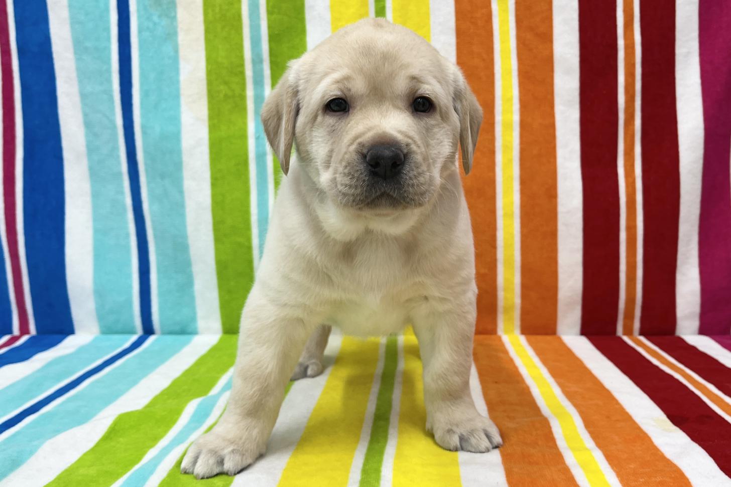 愛知県のラブラドールレトリーバー (ハピースペット一宮三条アミーゴ店/2025年11月3日生まれ/女の子/イエロー)の子犬の1枚目の画像