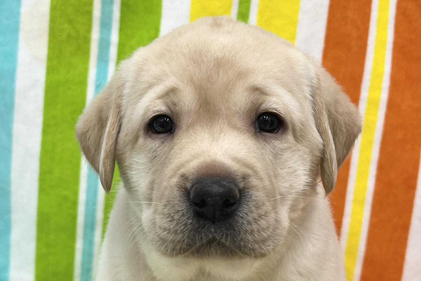 愛知県のラブラドールレトリーバー (ハピースペット一宮三条アミーゴ店/2025年11月3日生まれ/女の子/イエロー)の子犬の2枚目の画像