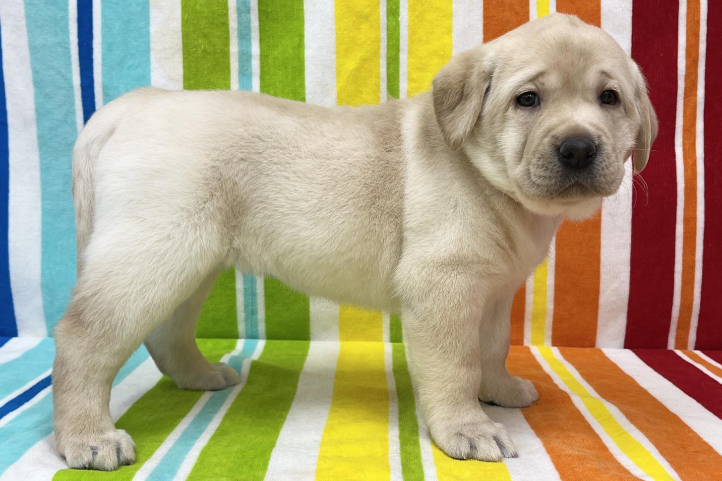 愛知県のラブラドールレトリーバー (ハピースペット一宮三条アミーゴ店/2025年11月3日生まれ/女の子/イエロー)の子犬の3枚目の画像