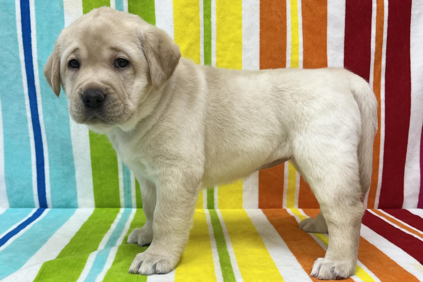 愛知県のラブラドールレトリーバー (ハピースペット一宮三条アミーゴ店/2025年11月3日生まれ/女の子/イエロー)の子犬の4枚目の画像