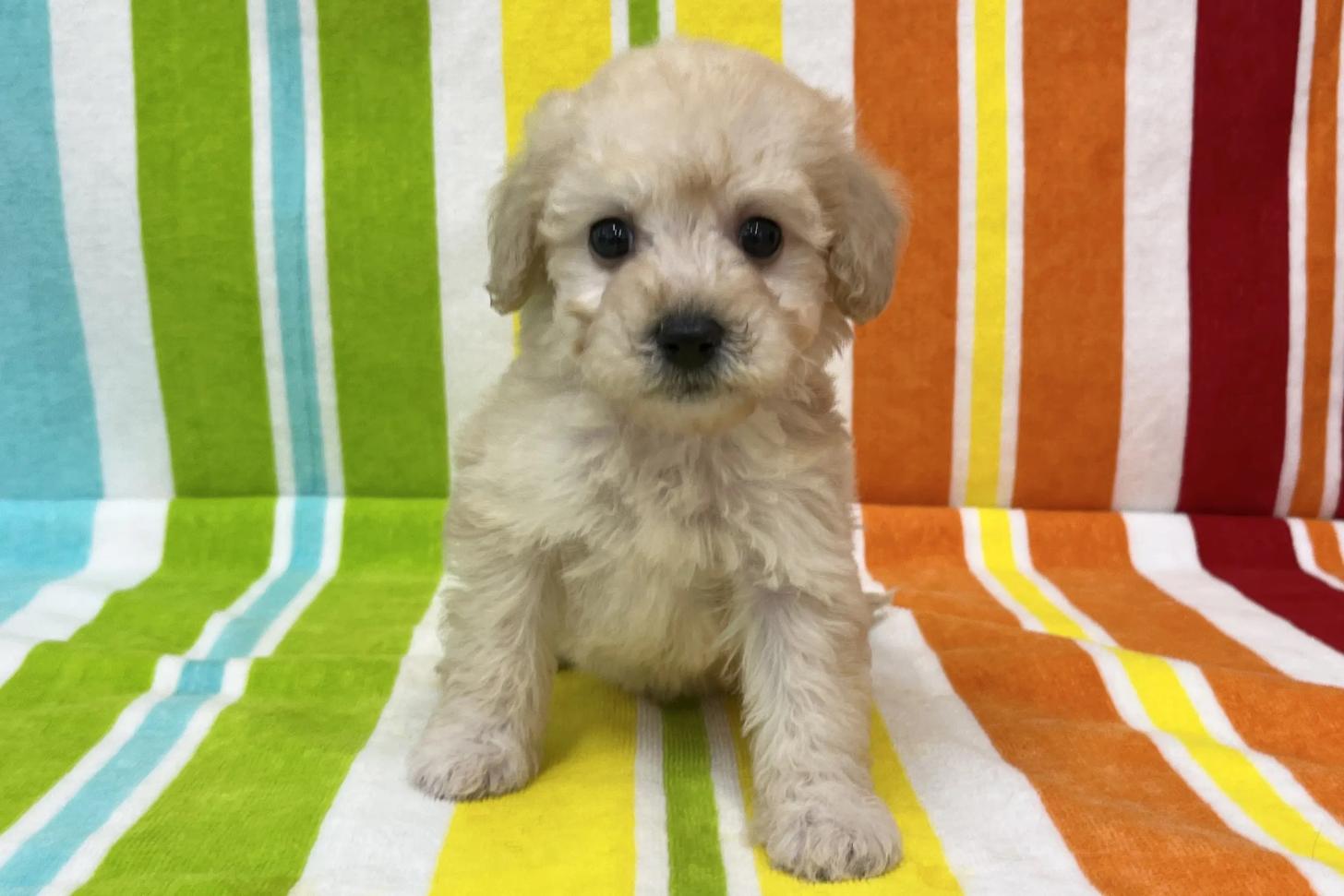 愛知県のビションプー(ビションフリーゼ×プードル) (ハピースペット一宮三条アミーゴ店/2025年12月10日生まれ/女の子/その他色)の子犬の1枚目の画像