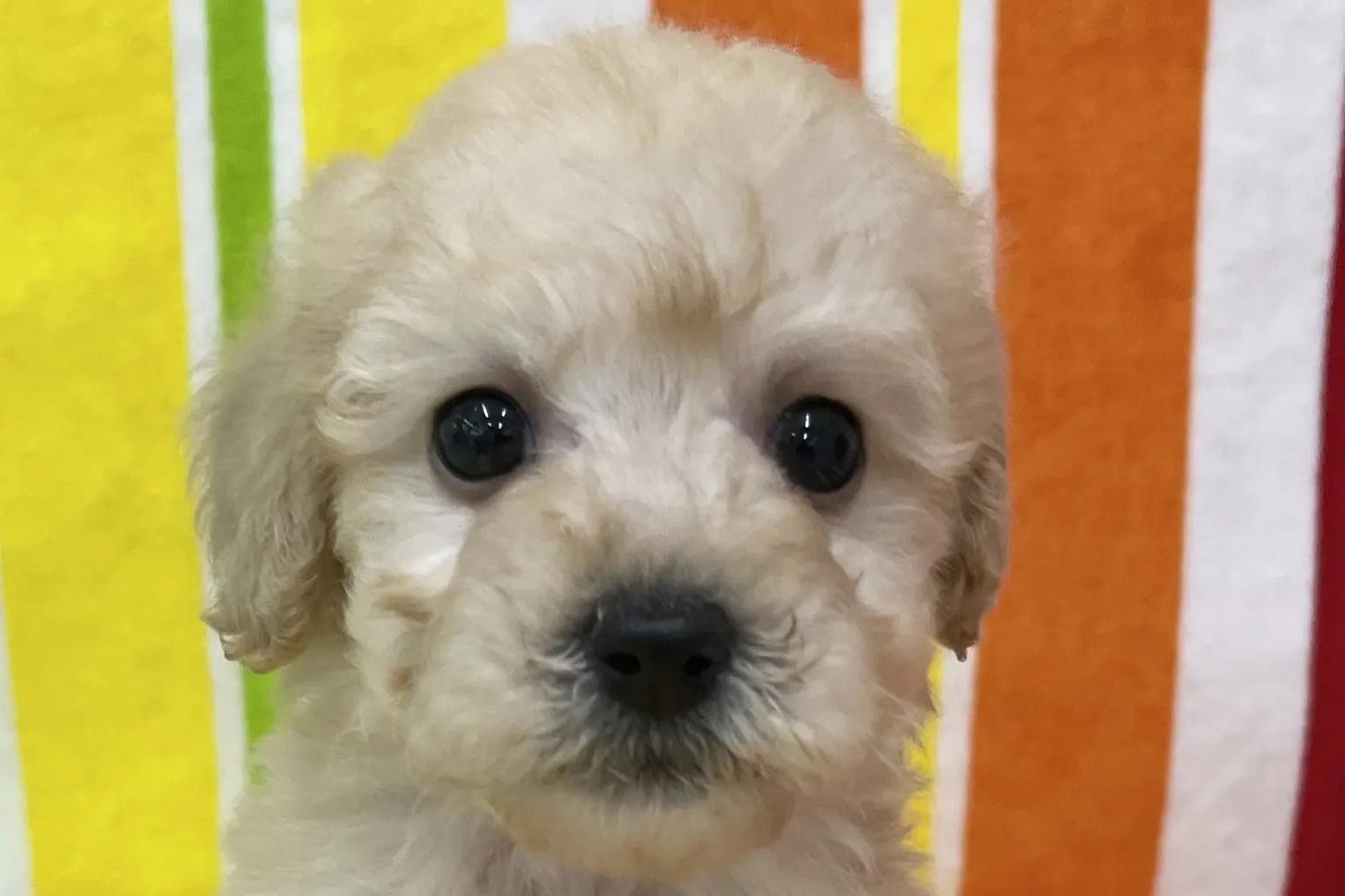 愛知県のビションプー(ビションフリーゼ×プードル) (ハピースペット一宮三条アミーゴ店/2025年12月10日生まれ/女の子/その他色)の子犬の2枚目の画像