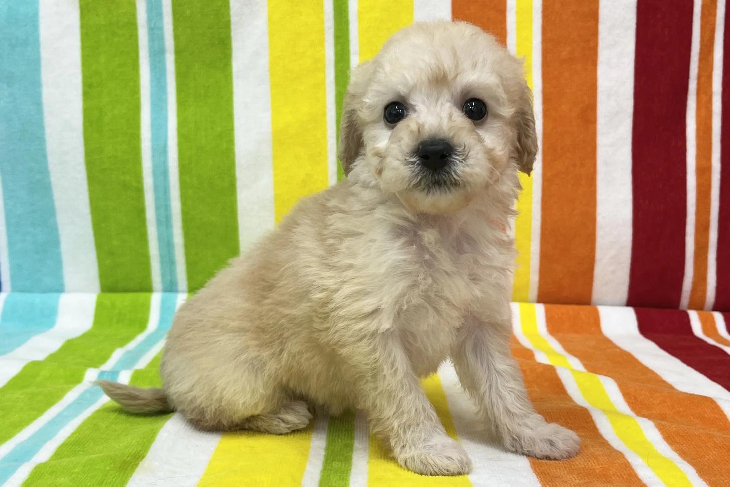 愛知県のビションプー(ビションフリーゼ×プードル) (ハピースペット一宮三条アミーゴ店/2025年12月10日生まれ/女の子/その他色)の子犬の3枚目の画像