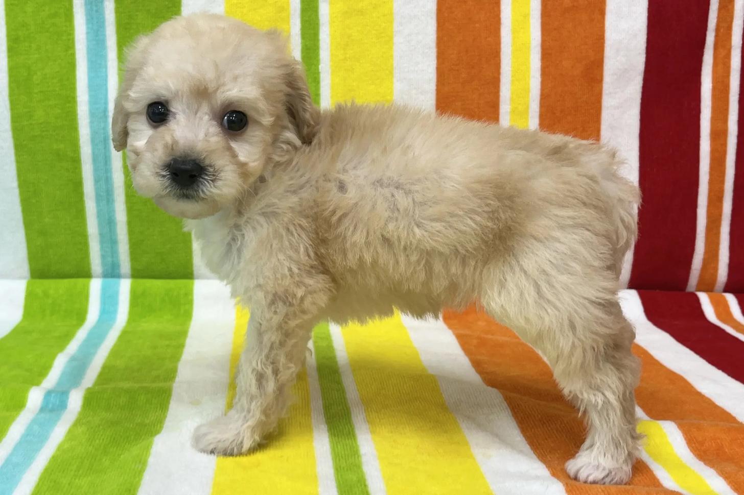 愛知県のビションプー(ビションフリーゼ×プードル) (ハピースペット一宮三条アミーゴ店/2025年12月10日生まれ/女の子/その他色)の子犬の4枚目の画像